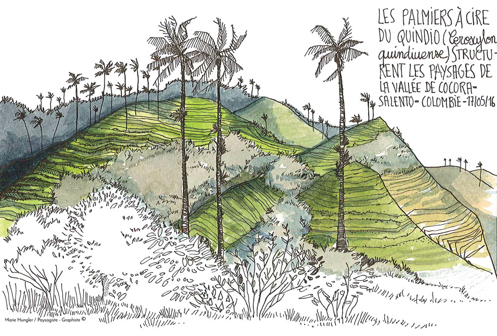 Vallee-cocora