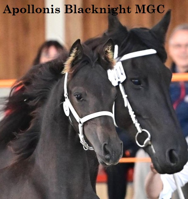 2024-09-14arabofrisons-apollonis-blacknight-mgc-x61 9090