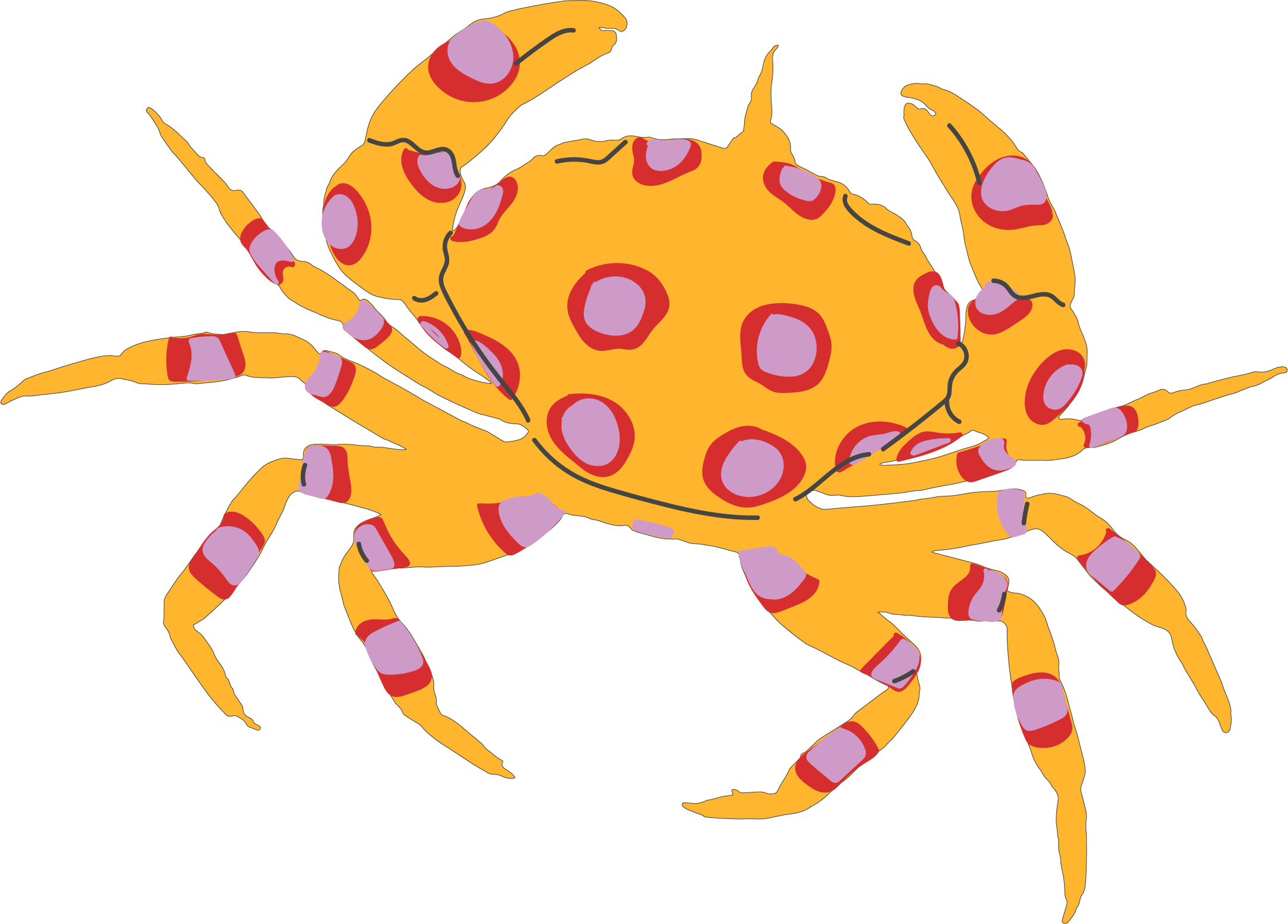 Crabe-png-sans-contour