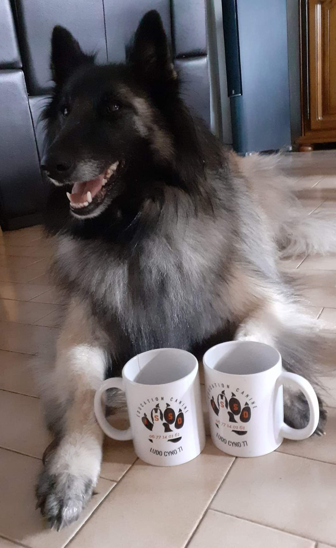 Association Ludo Cyno 77, cours d'éducation canine 