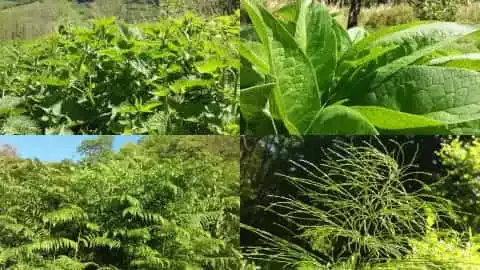 Purin Ortie Consoude Prêle Fougère (plantes utilisées-fabrication-extrait fermenté)