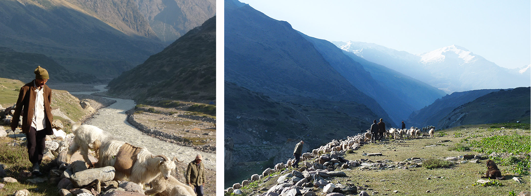Transhumance-vallee-du-johar