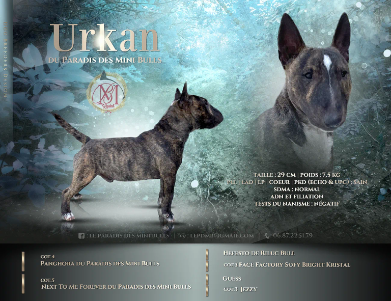 Urkan-presentation-and-pedigree