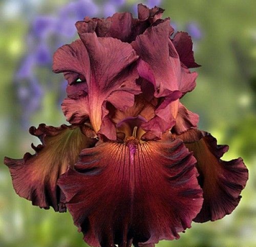 Iris red hawk
