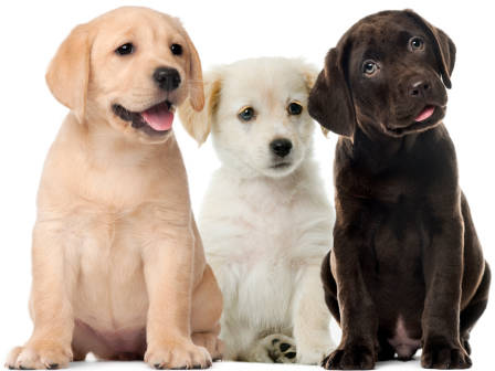LudoCyno77-Choix-chien-adoption