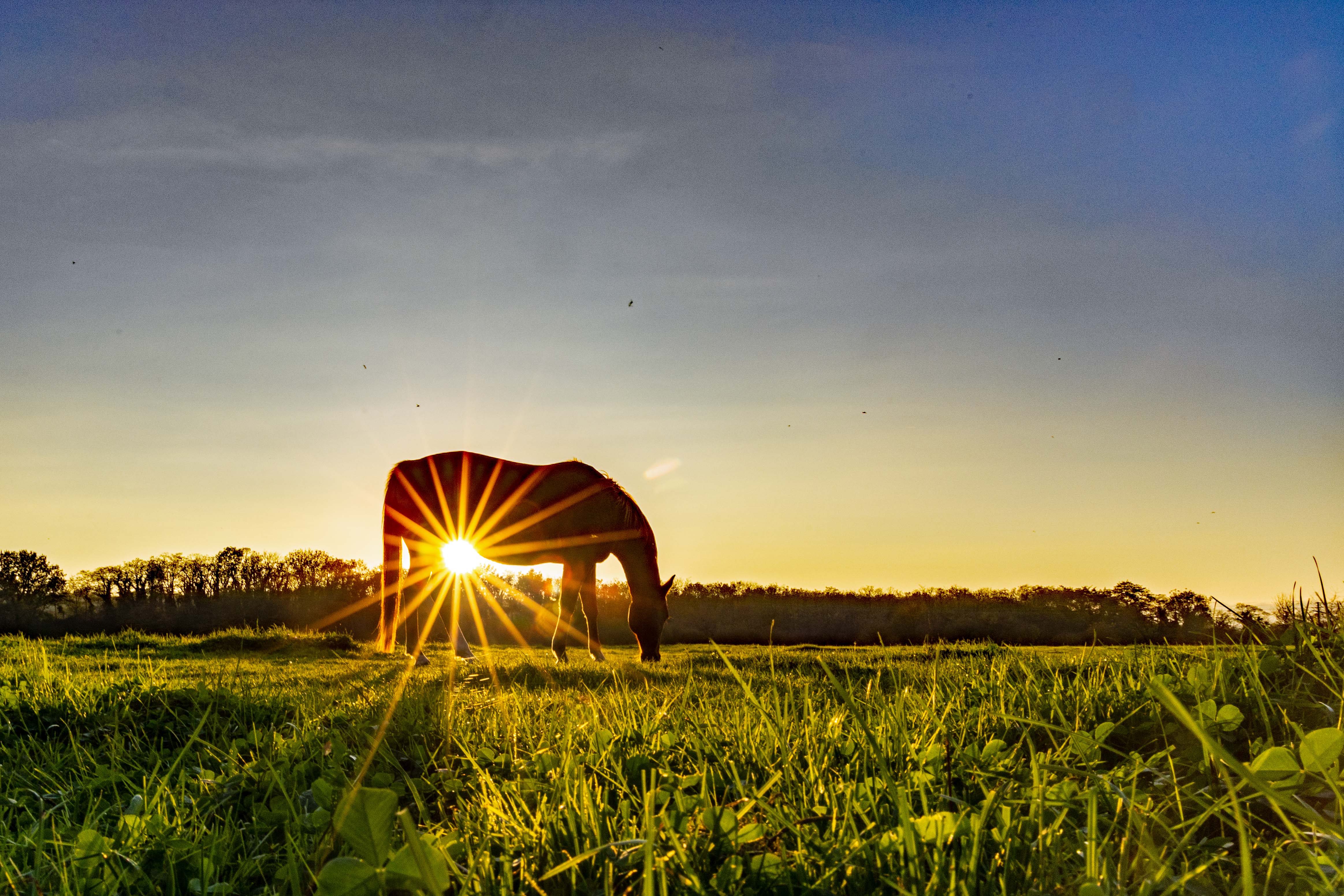 Gold soleil etoile jipi4743 niveaux cc