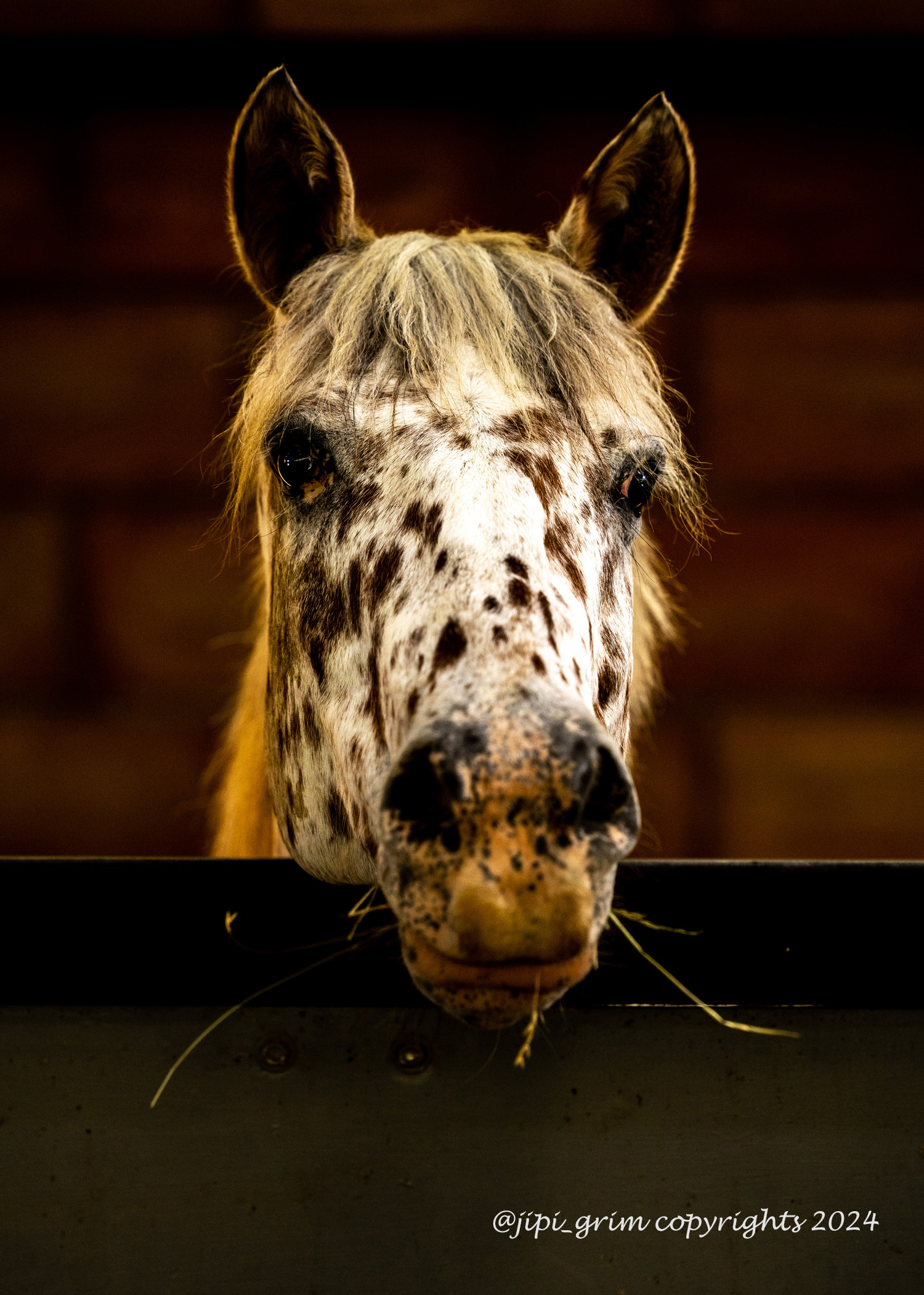 01 idaho ecuries ambutrix mai 2024001