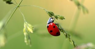 Coccinelle-060842-310-160