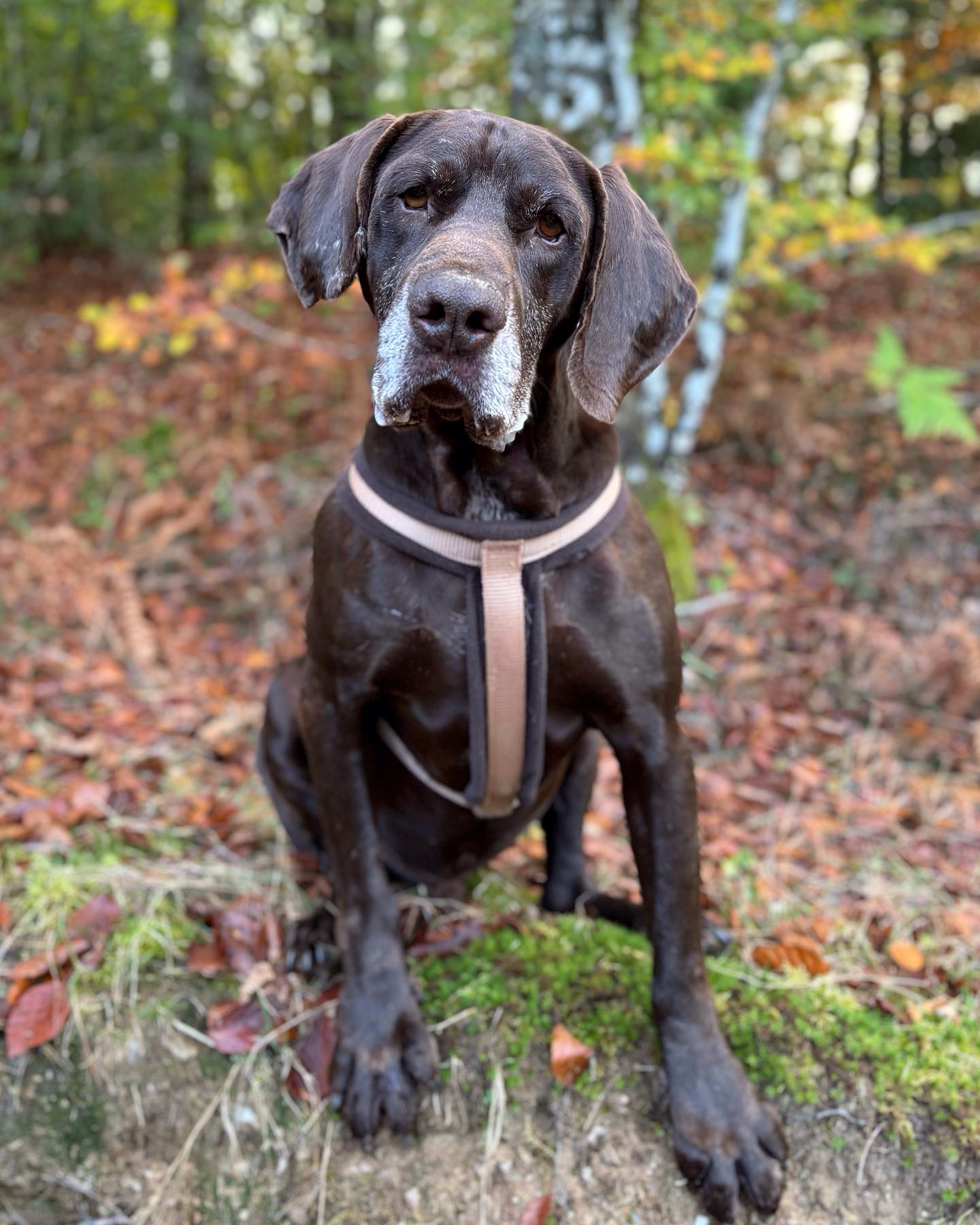 Tobby-