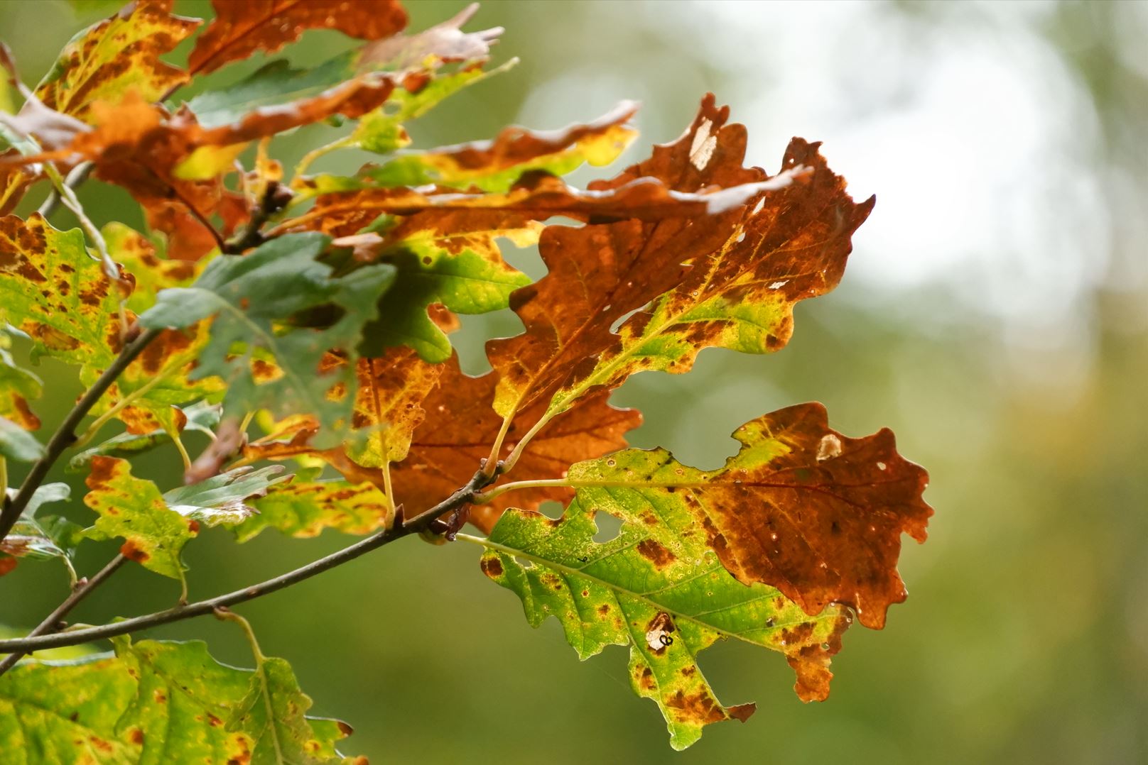 Capture feuille automne