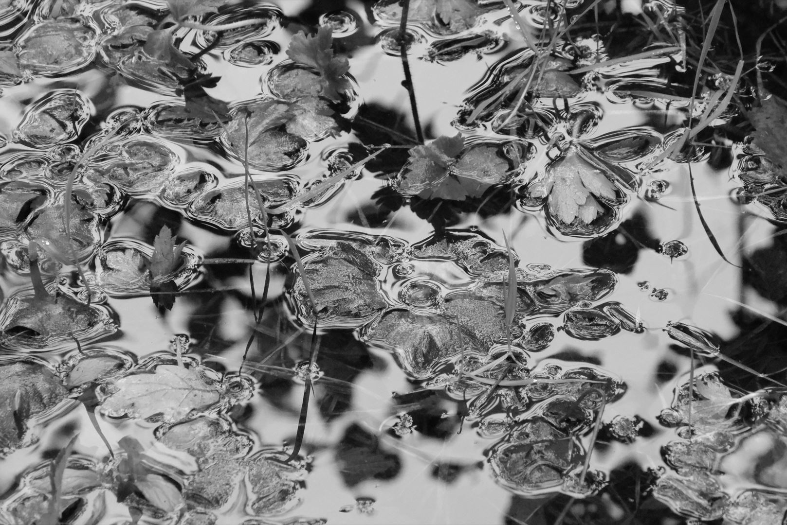 Capture noir et blanc foret