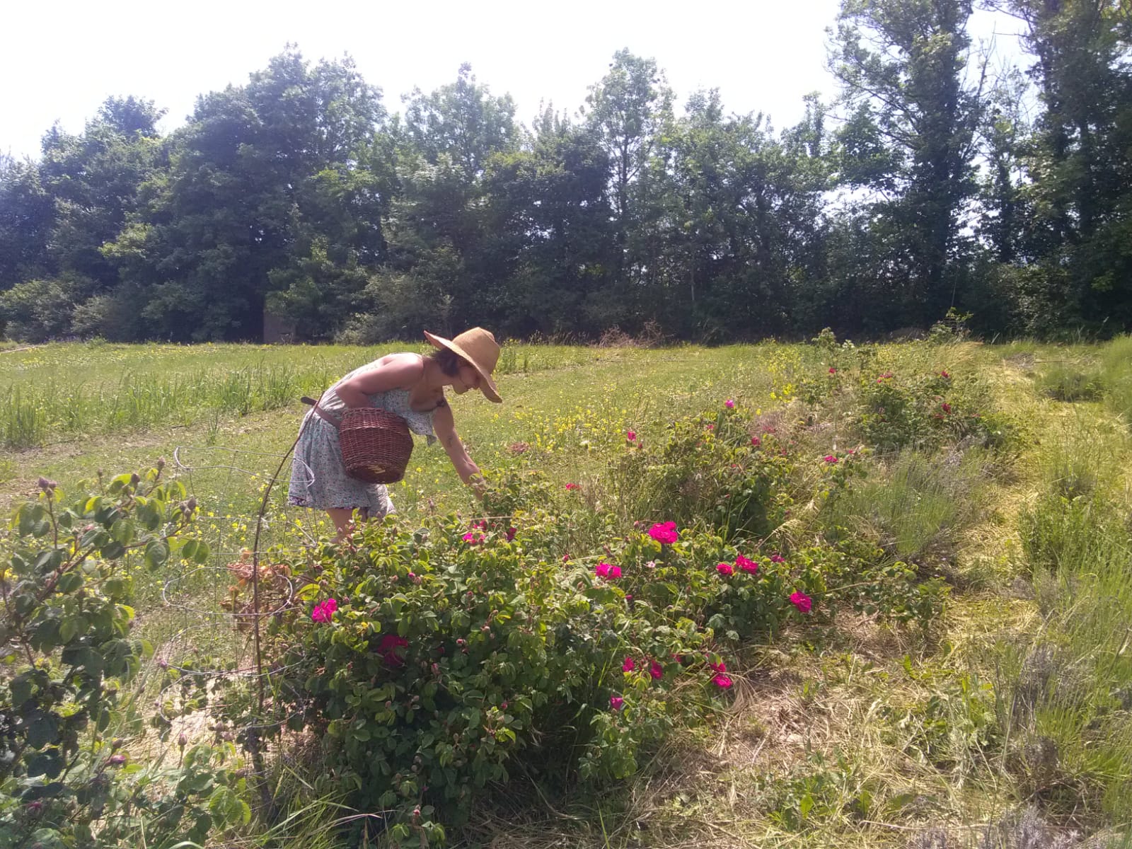 Cueillette de roses plantamarine
