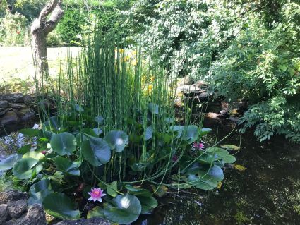 Les etoiles etang