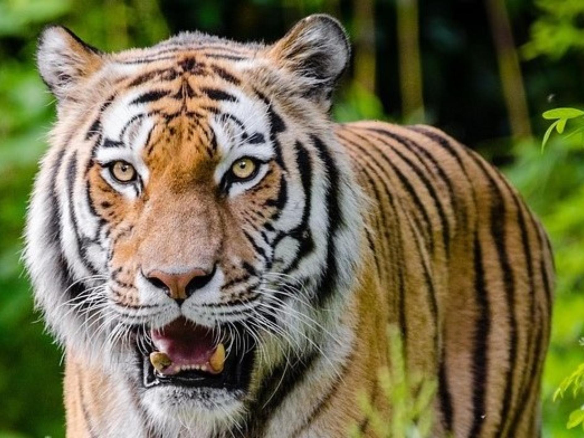 Book Talk n. 3 - Chevaucher son tigre - Giorgio Nardone - Ed. Seuil