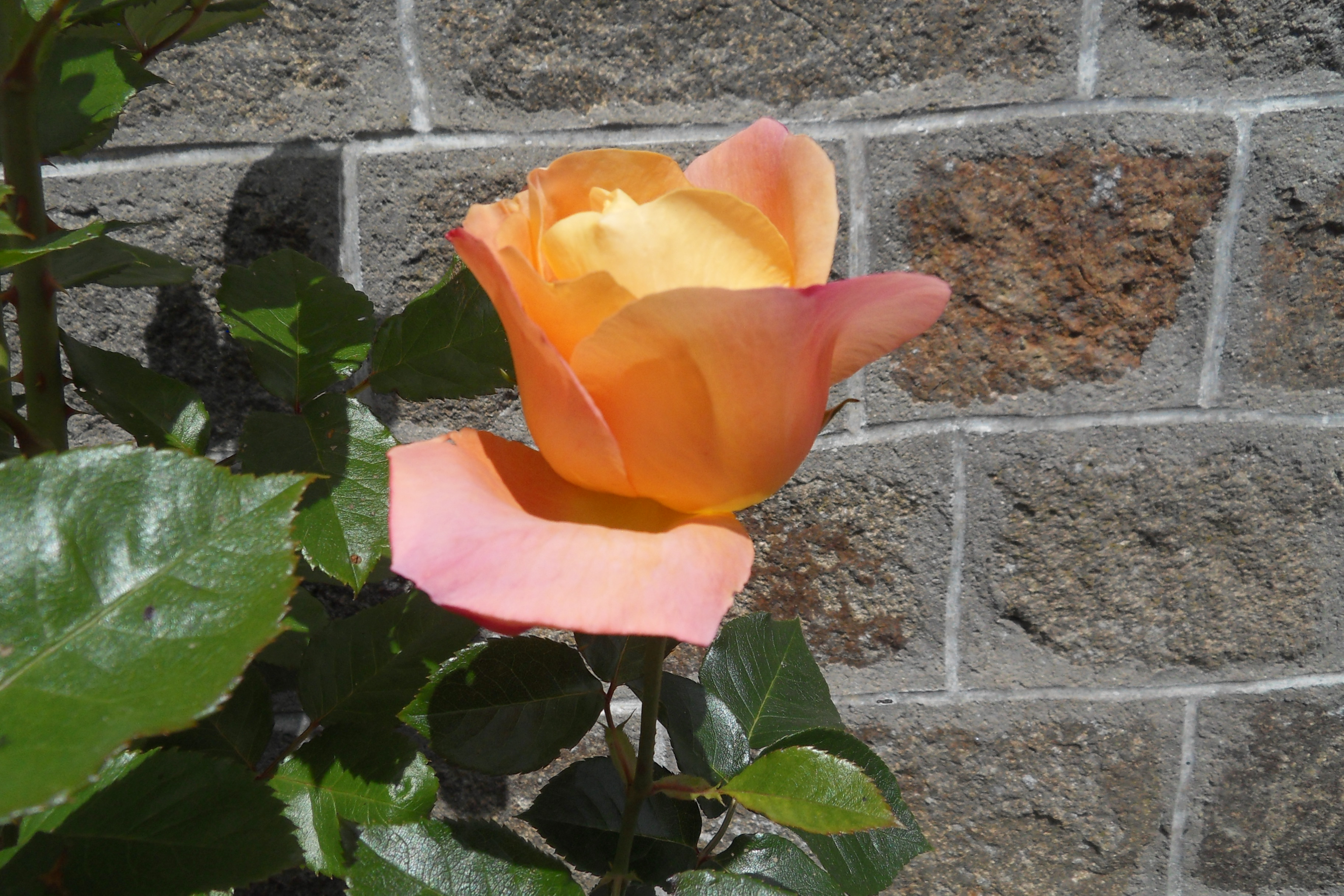Sdc13140 copie