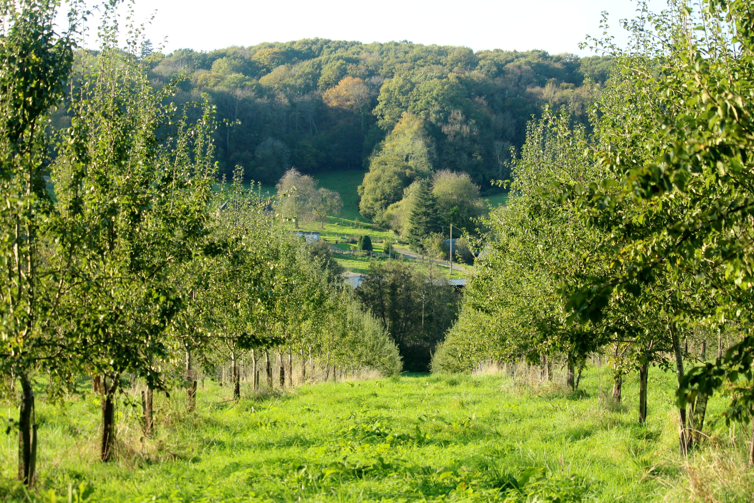 Pays-d-Auge