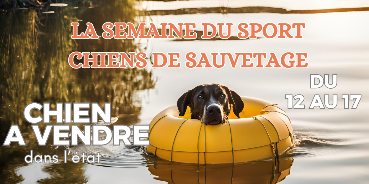 La semaine du chien de sauvetage du 12 au 17 novembre 2024