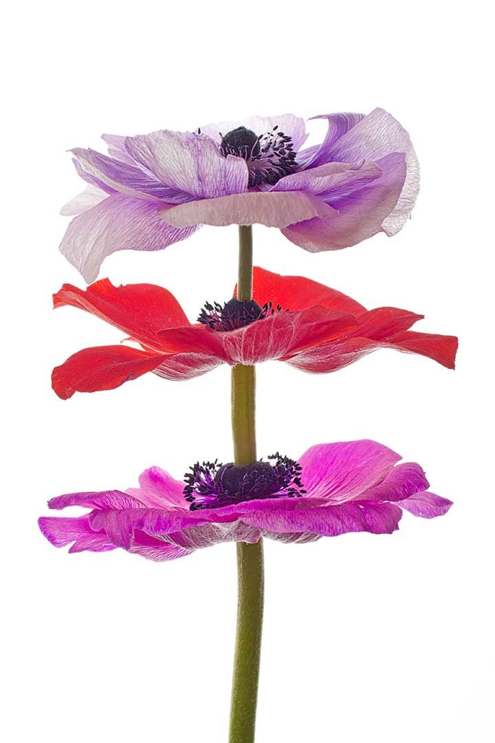 Anemones equilibre