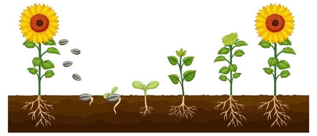 Diagramme du cycle vie plante tournesol pour enseignement sciences 1308 129916 1024x441