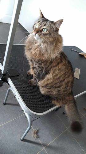 Chat 2