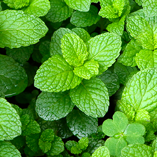 L'huile essentielle de Menthe poivrée