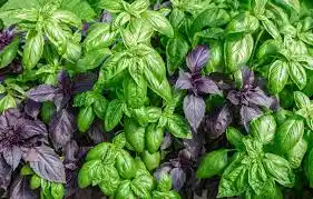 L'huile essentielle de basilic