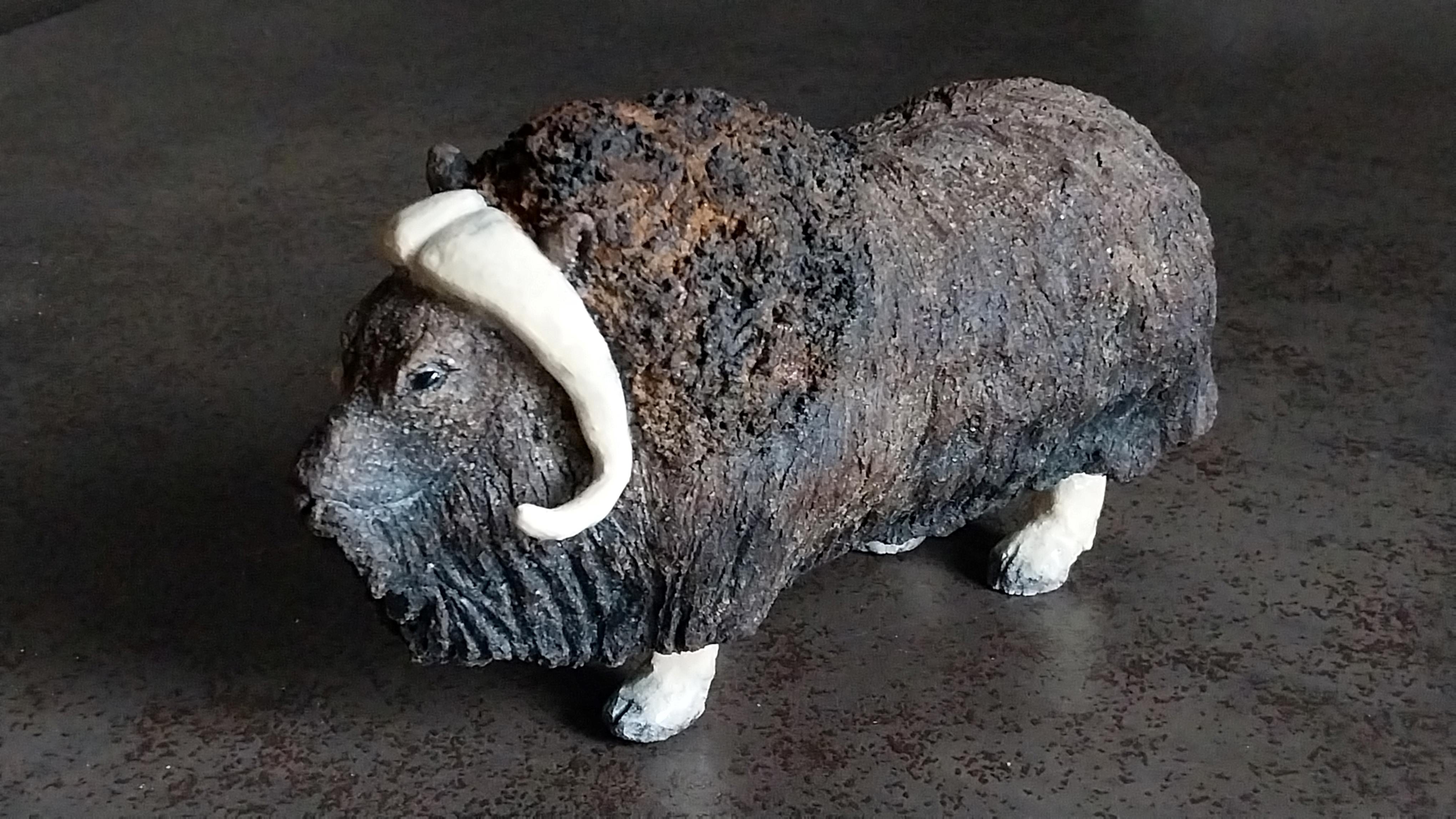 Boeuf musque