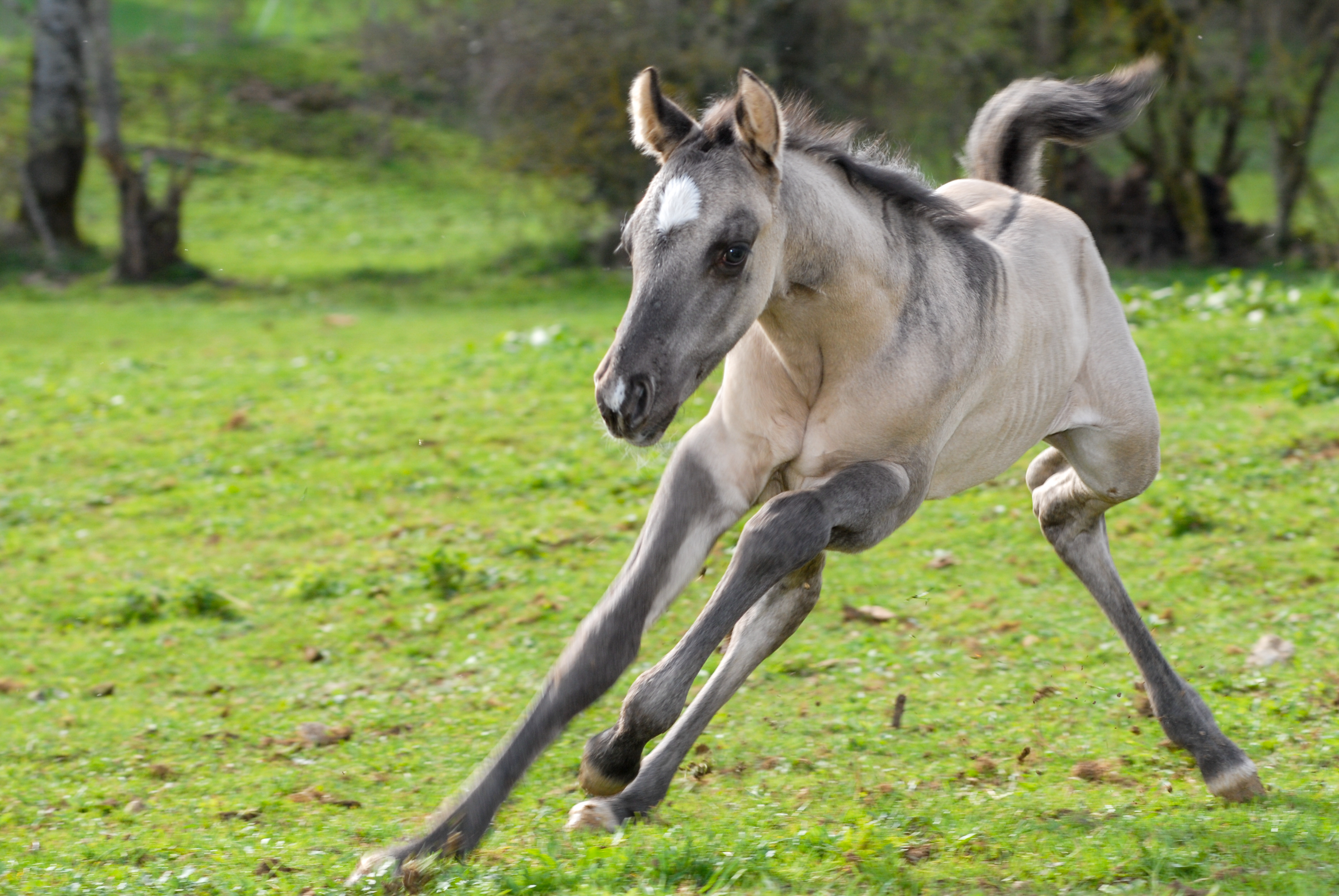 Foal red spring roo 9055 2011