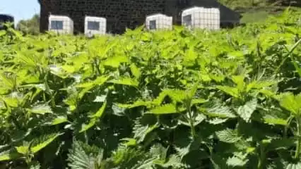 Orties et cuves pour la fabrication du purin d'orties ou extrait fermenté d'ortie. Il favorisera la croissance des plantes.