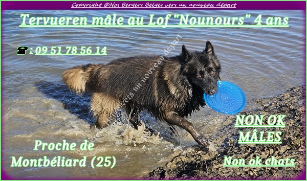 Nounours-1