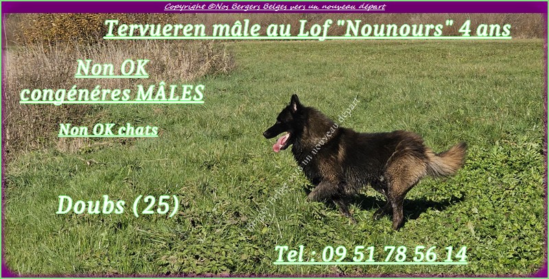 Nounours-4-Tervu-de-CARINE