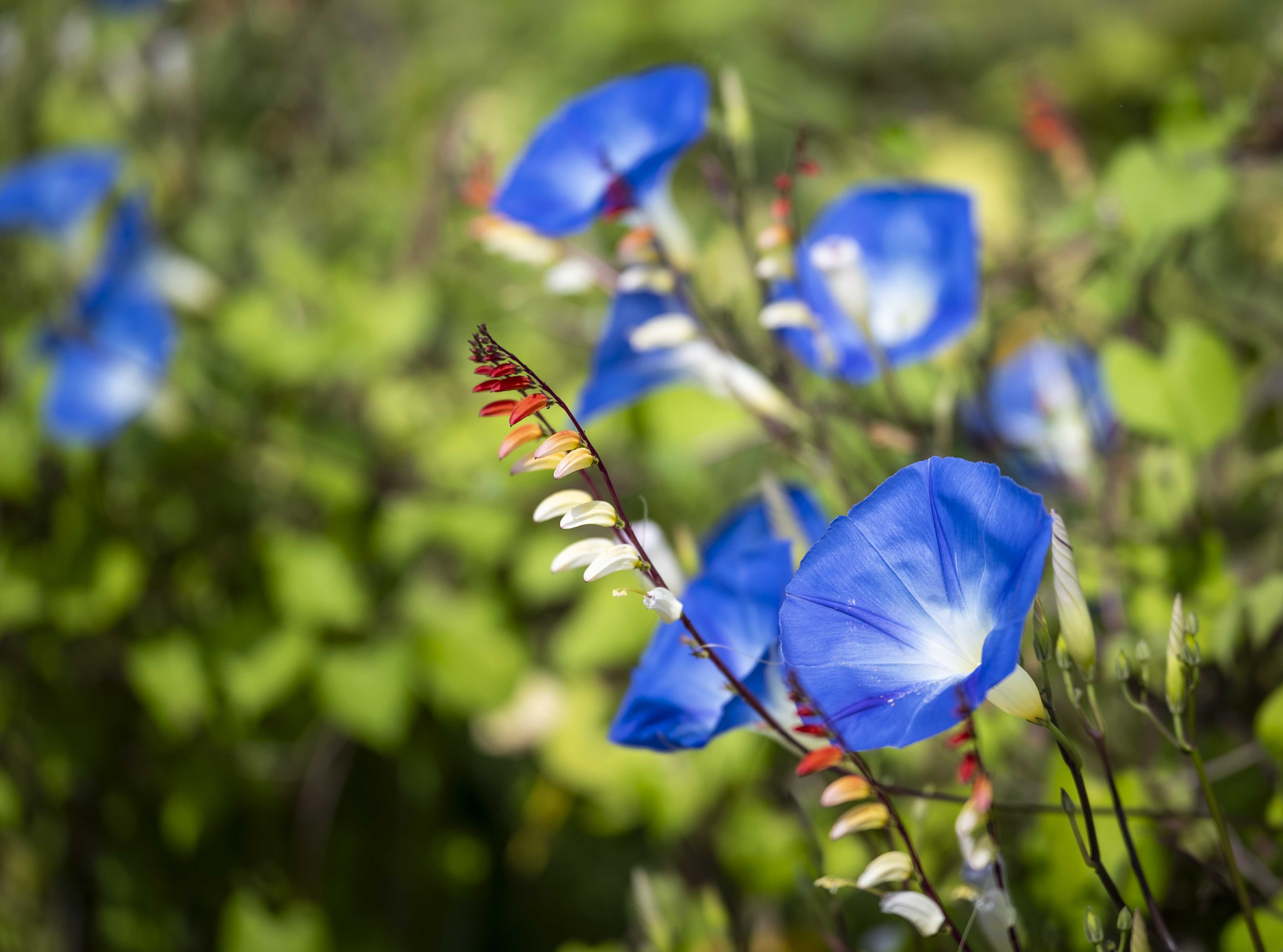 Fleurs 1144474
