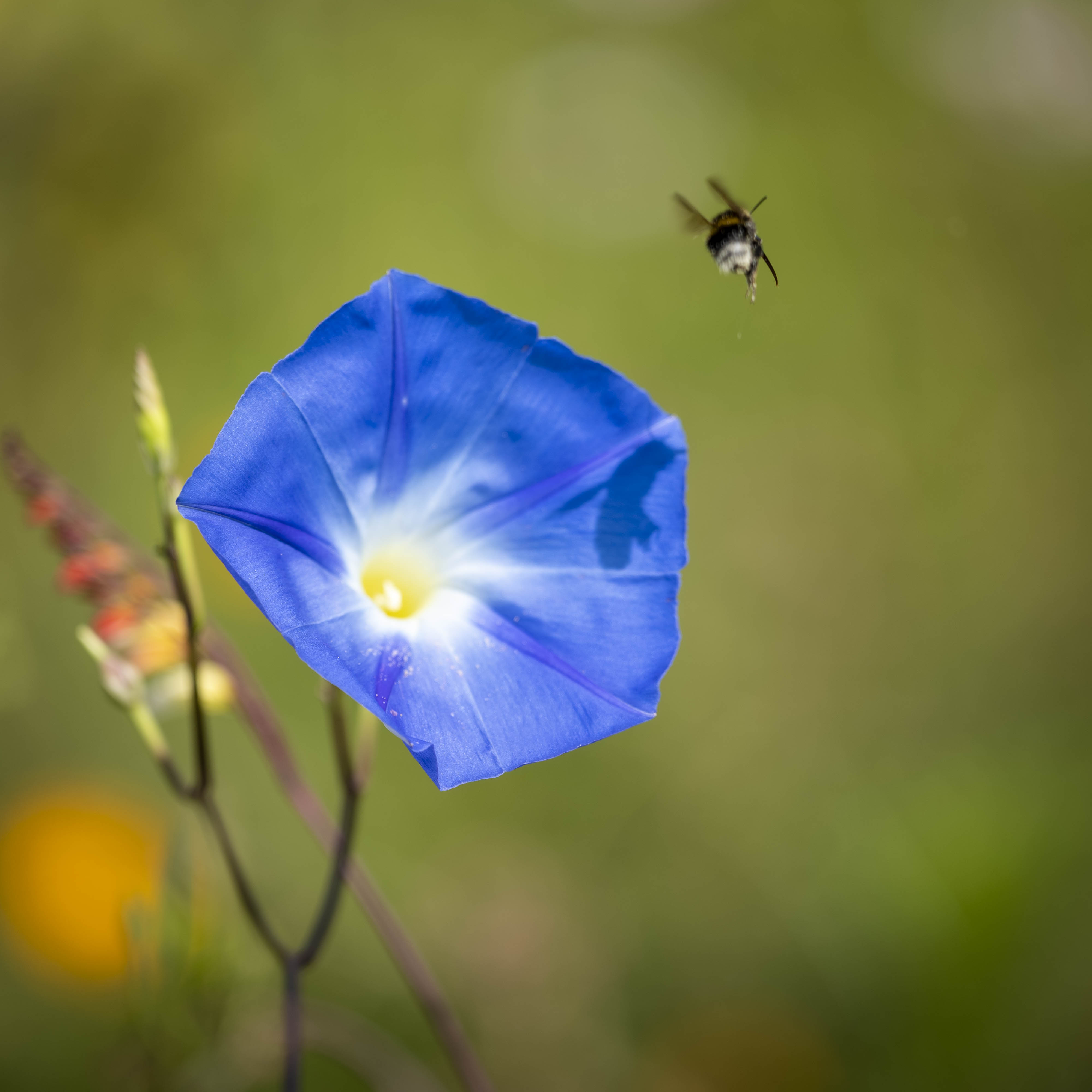 Fleurs 1144472