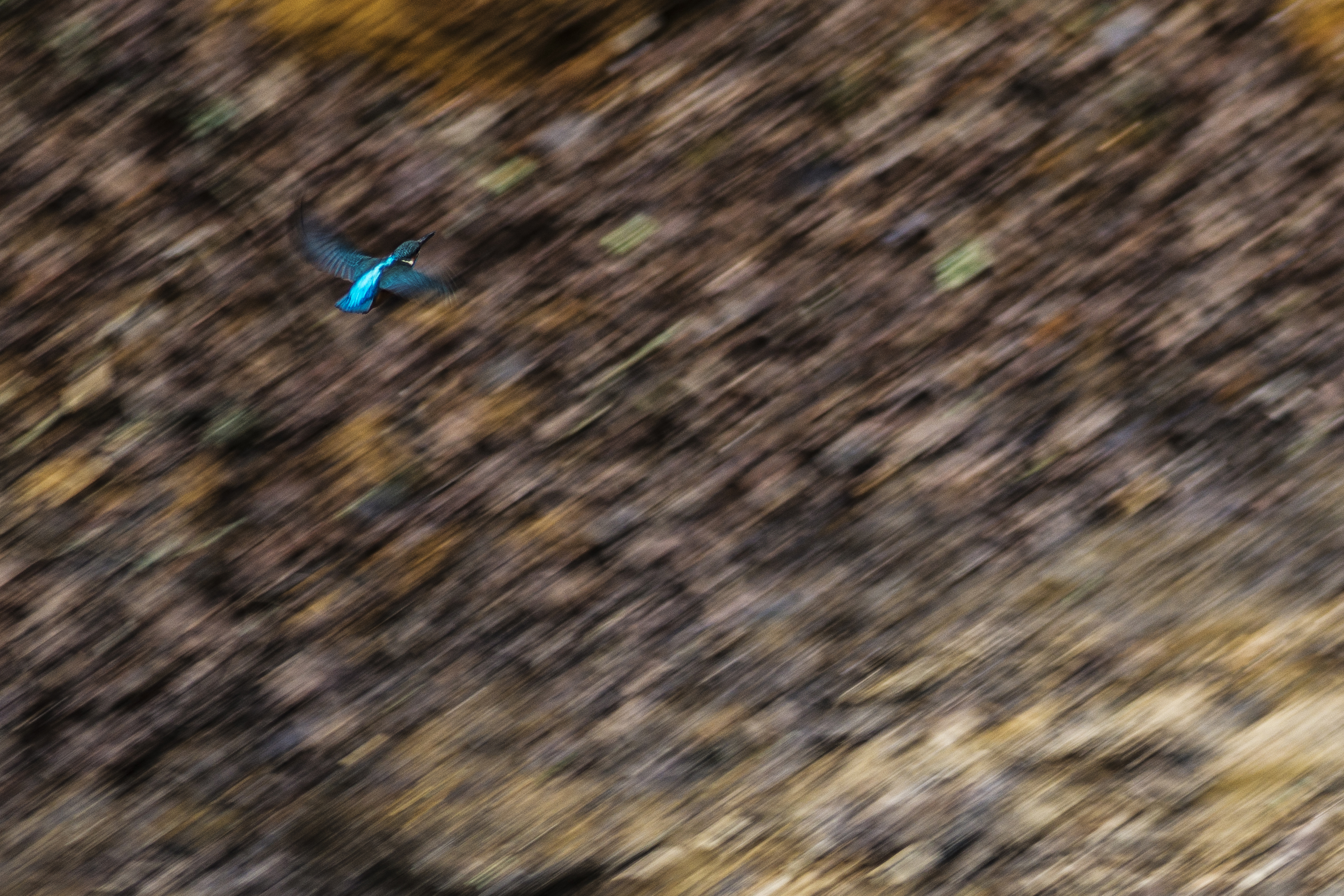 Pano 31