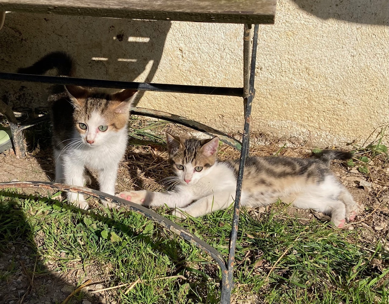 Chatons11-24