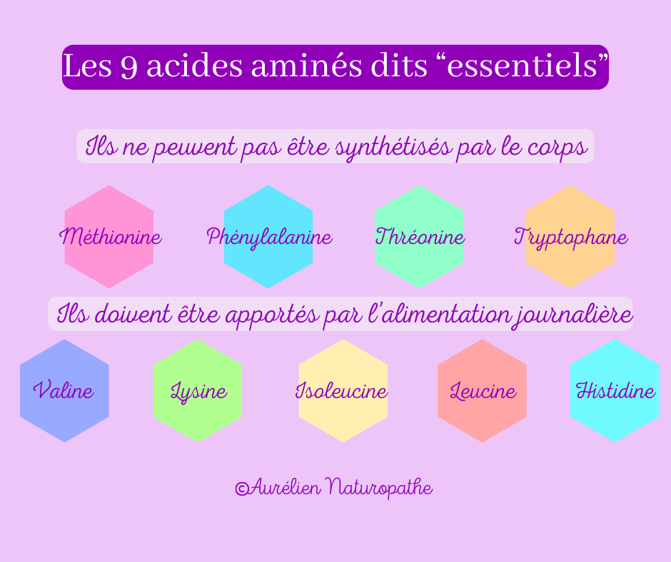 Les-9-acides-amines-essentiels