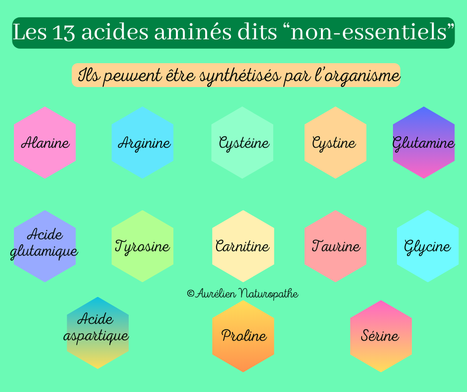 Les-13-acides-amines-non-essentiels