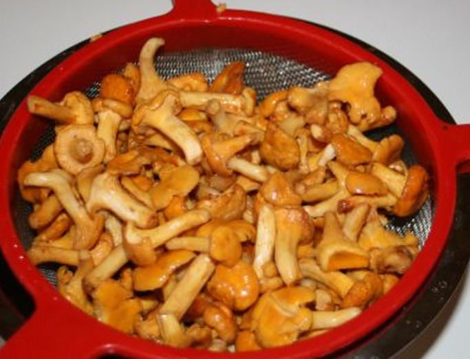 Chanterelles-8