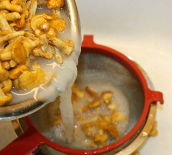 Chanterelles-7
