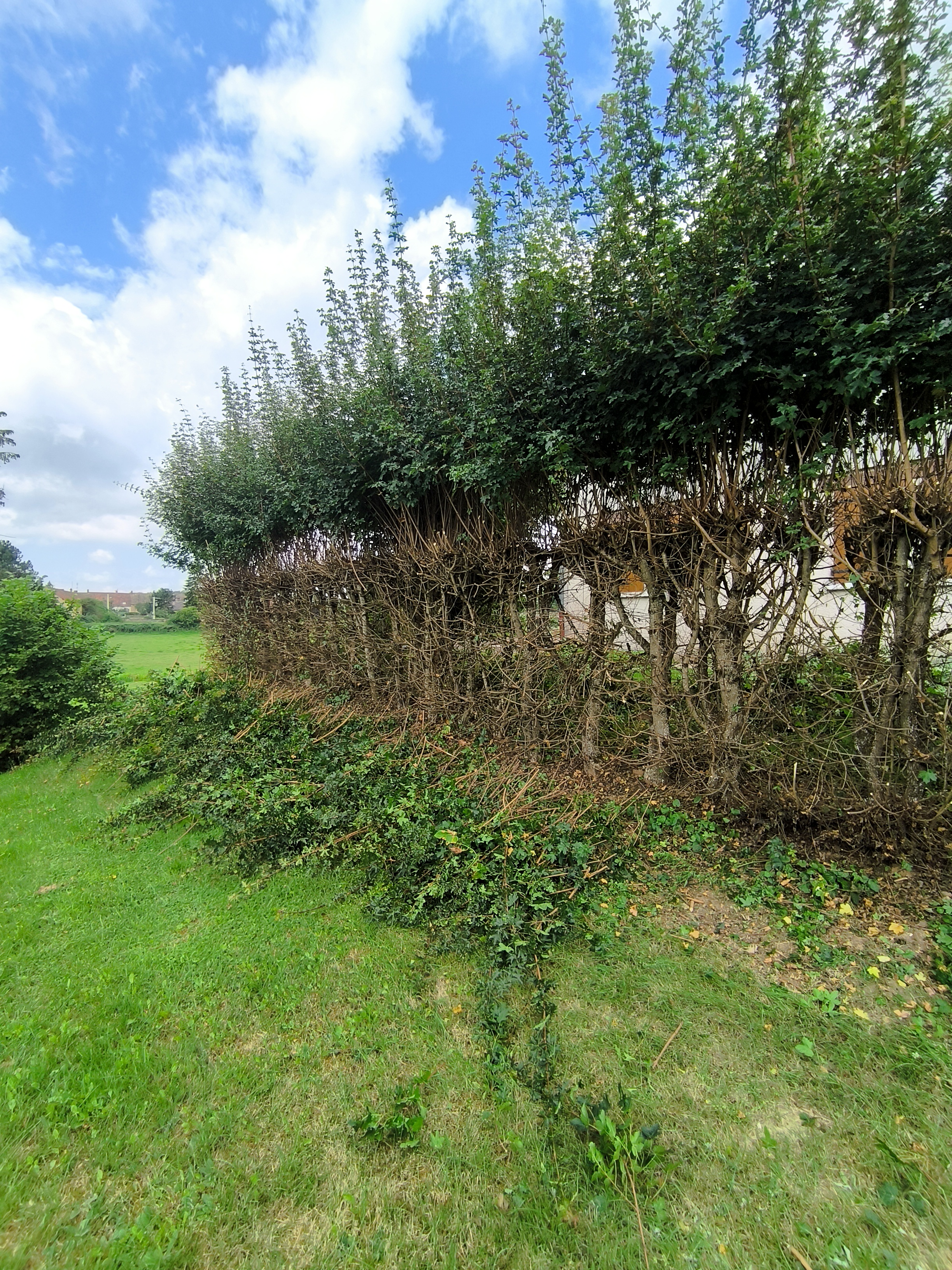 IMG 20240801 140627