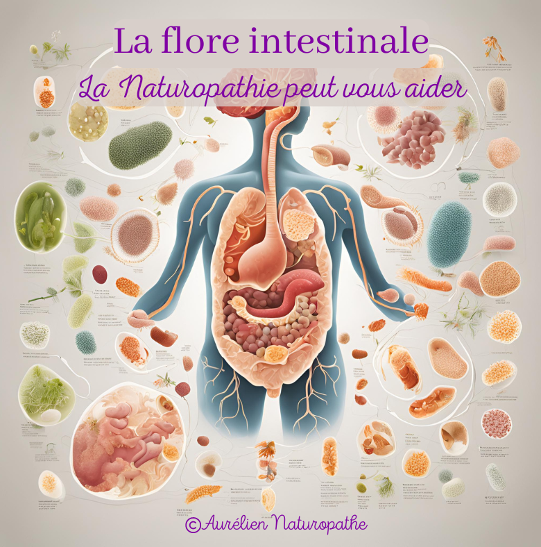 La-flore-intestinale-bis