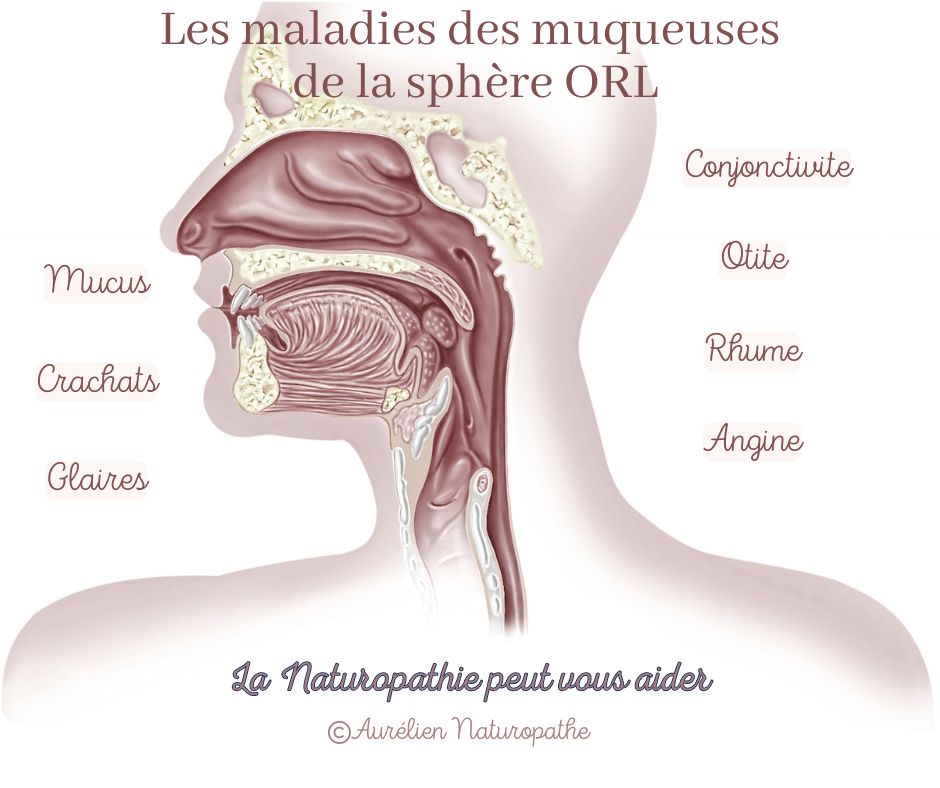 Les-maladies-de-la-sphere-orl