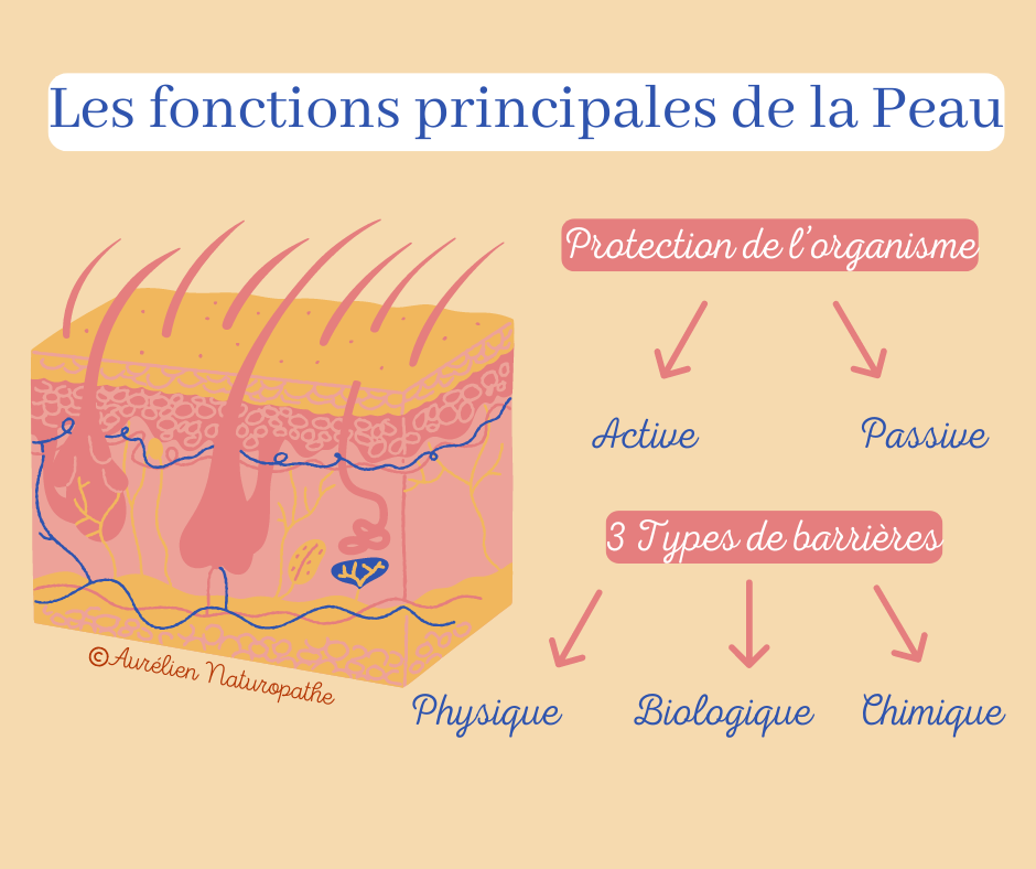 Fonctions-principales-de-la-peau