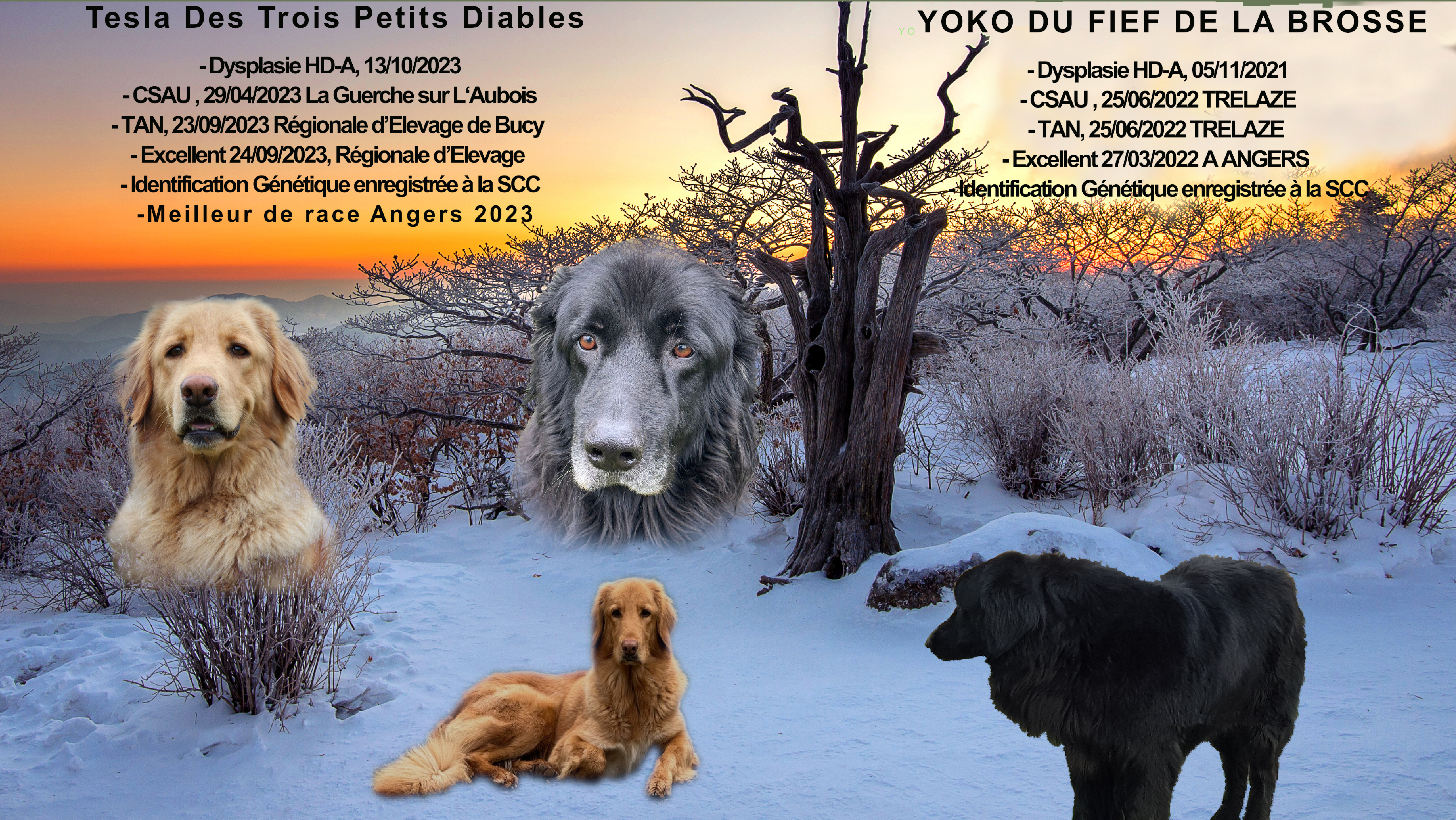 Montage-annonce