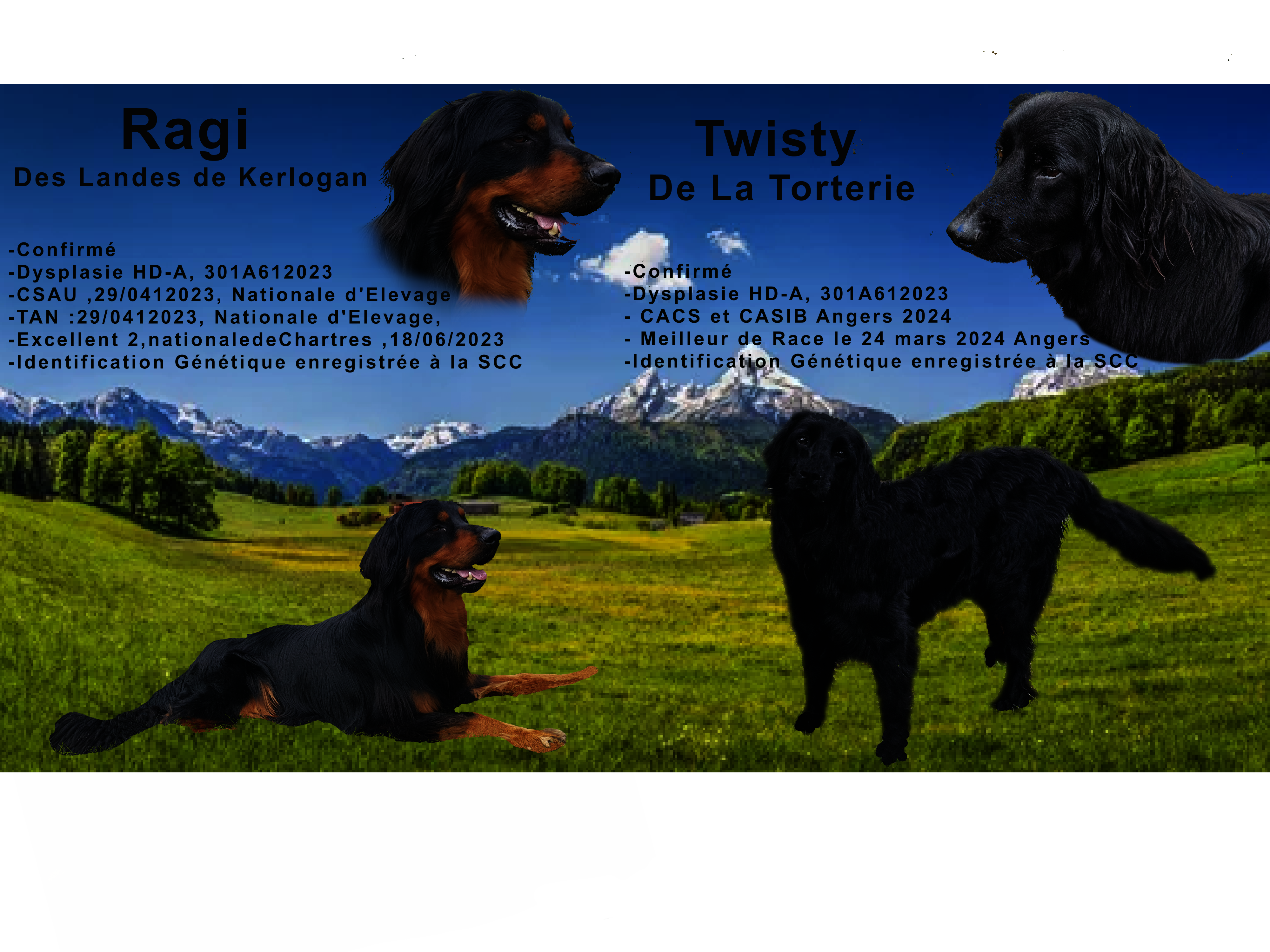 Annonce