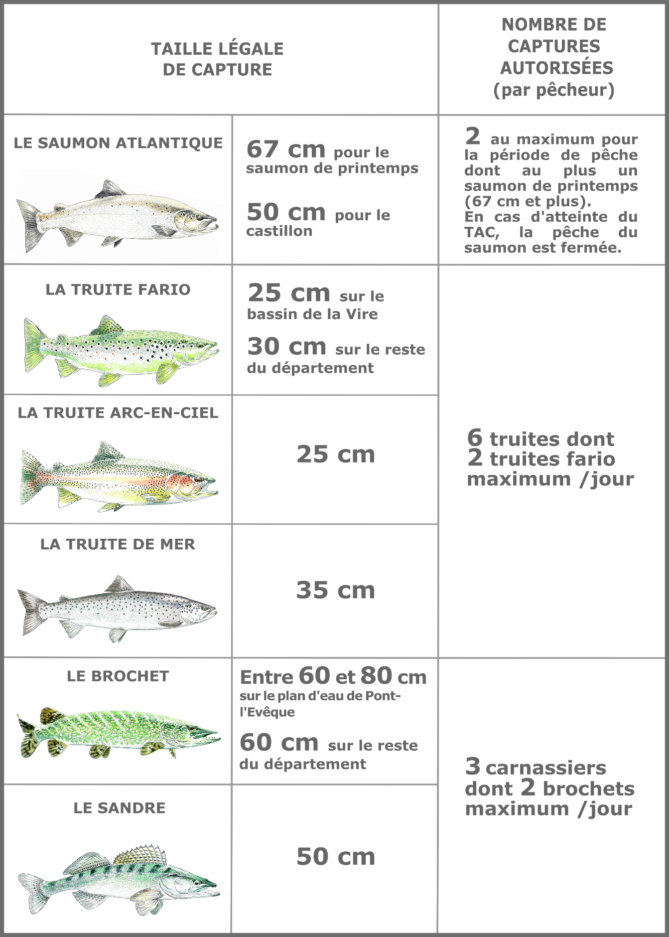 Taille légale de cature
