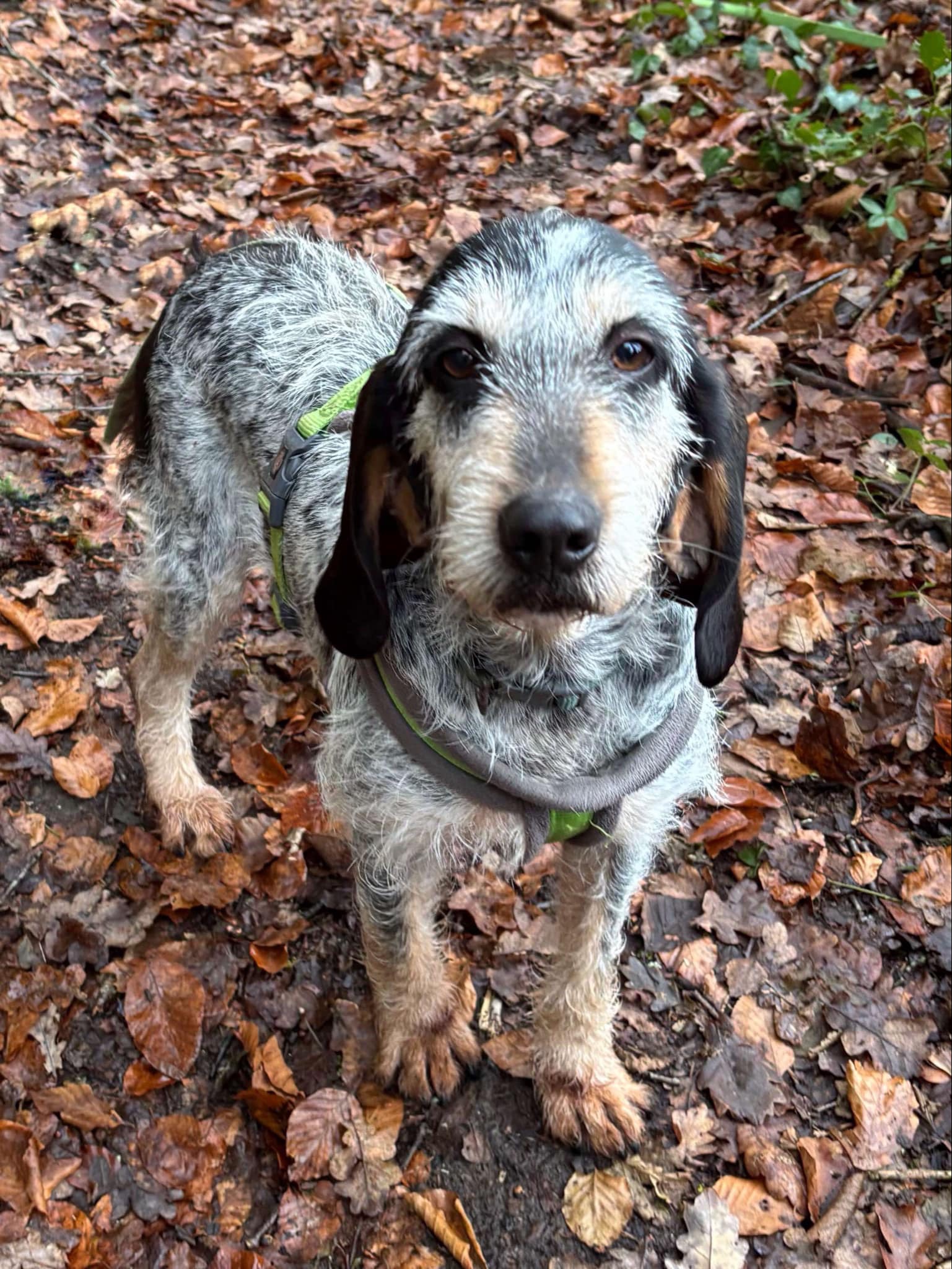 Hermione-