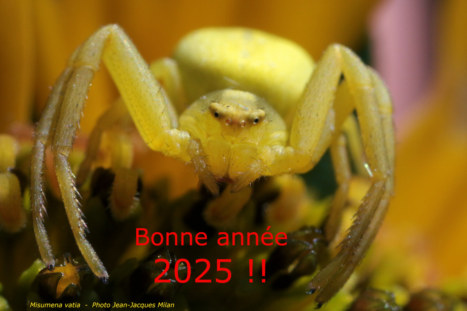 Voeux-2025-img 2152-fullhd