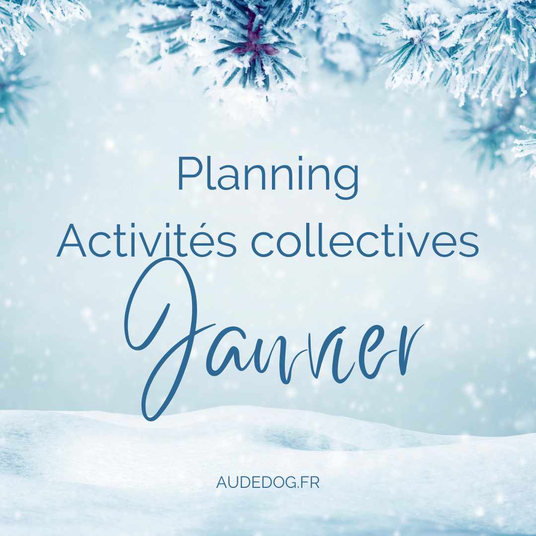 Planning des activités collectives de Janvier 2025
