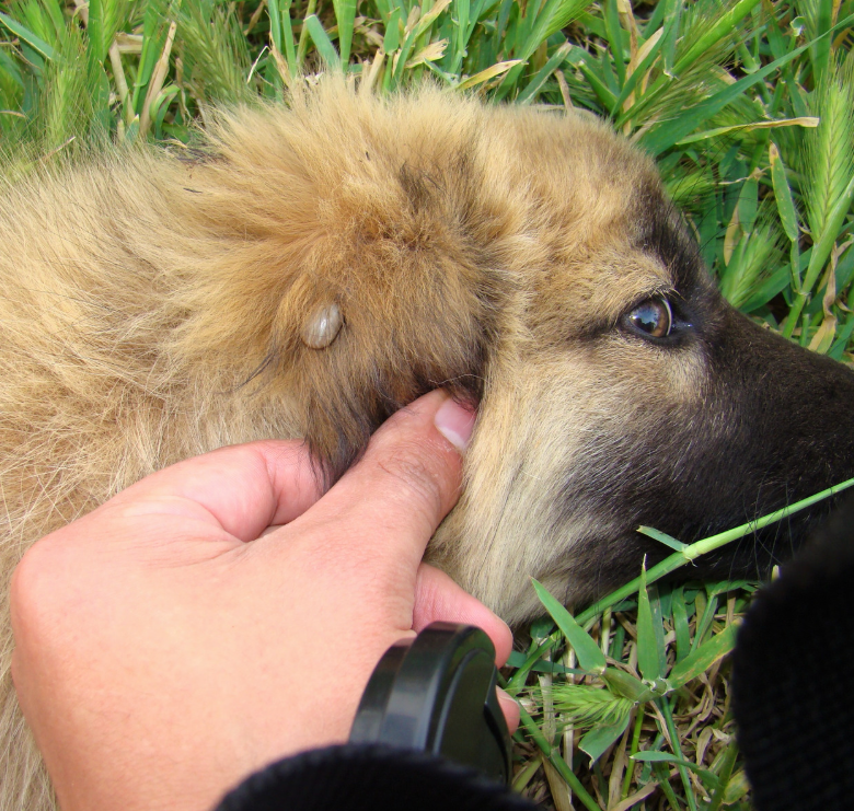 Parasites à La Réunion : Protégez Chiens et Chats !